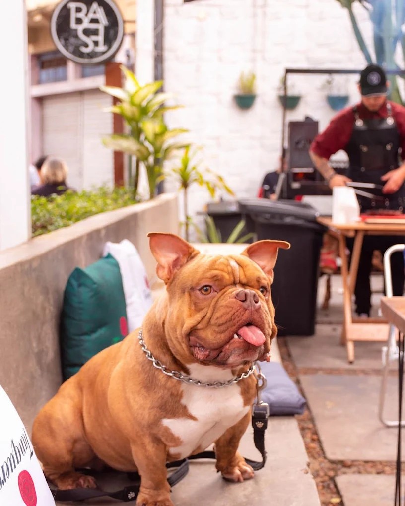 Cola na Base slide 4